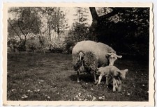 Paysage mouton agneaux prairie