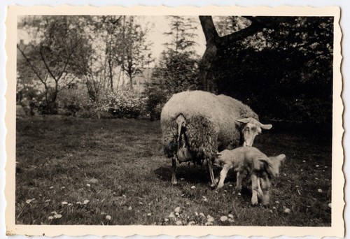 Paysage mouton agneaux - , prairie