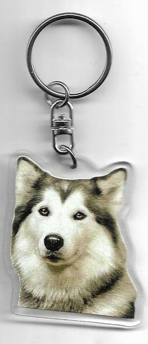 Alaskan malamute chien porte - malamute,