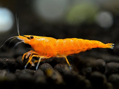Lot crevettes orange - de, 10