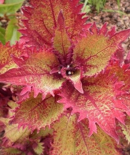Coleus wizard scarlett - ♫, 'wizard