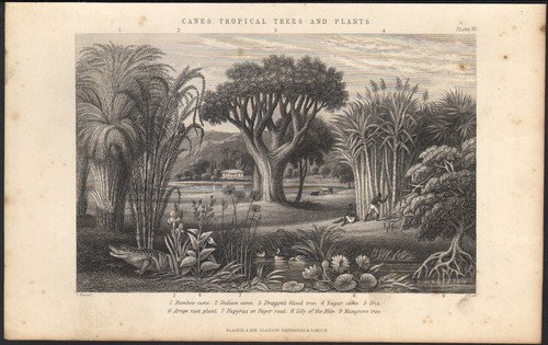 1866 gravure originale - gravure,