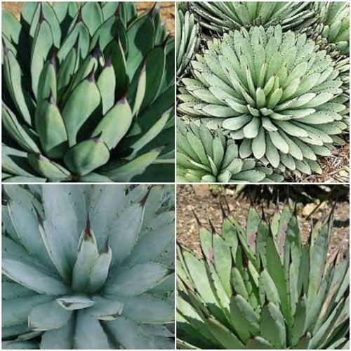 Graines agave - graines, d'agave