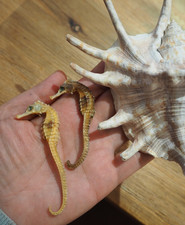 Très Rare : Lot Ancienne