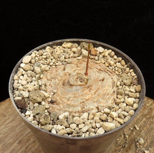 Brachystelma burchellii