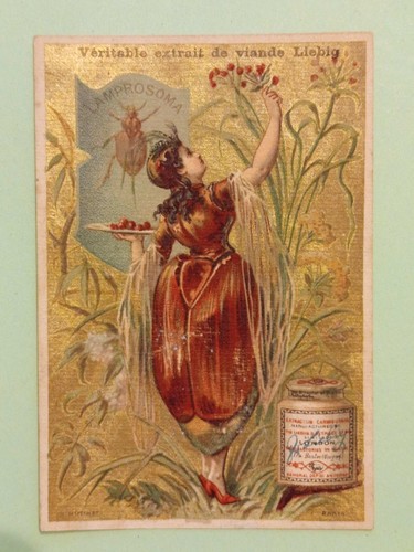 Chromo liebig femme insecte - liebig,