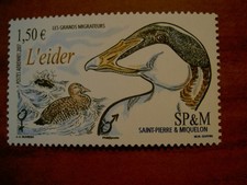 Saint Pierre et miquelon num PA 87 ** MNH en 2007 Oiseau Bird Eider