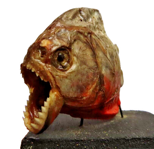 Taxidermie poisson piranha - taxidermie, :