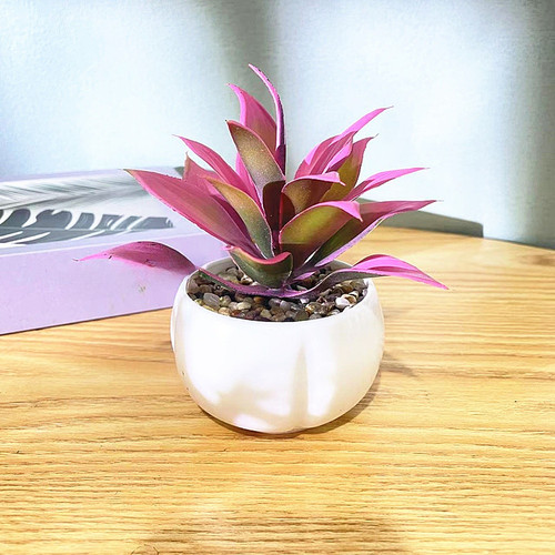 Plante succulente artificielle