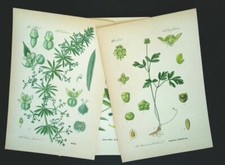1886 LITHOGRAPHIES Lot De 3 Botanique Flora Fleur Plante Photos Antique