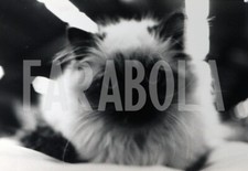 Photo de presse vintage Chats,1990,France,Chat Sacré Birmanie,tirage 21 X 15 CM