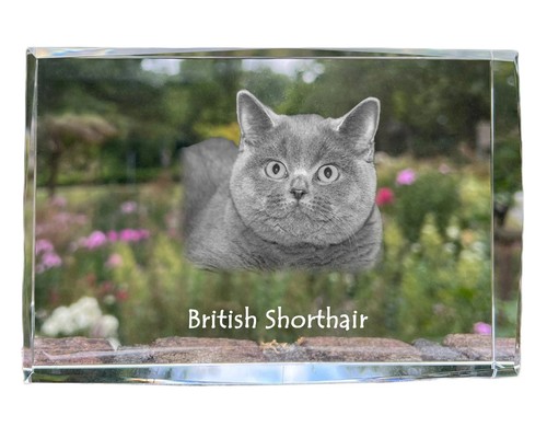 British shorthair cristal avec - british,