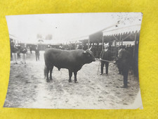 Animal Cow Bull Calf Exhibition Photo J-60
