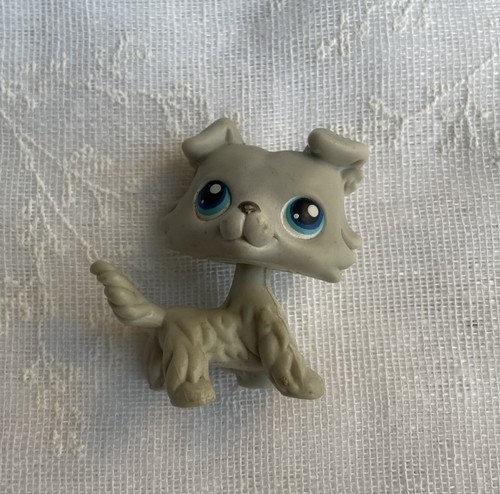 Petshop chien colley 363 - colley,