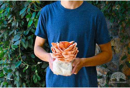 Pink oyster mushroom grow kit - oyster,