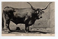 PORTUGAL Divers CATTLE A specimen of the best breed of cattle