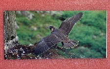 Nestlé WONDERS OF THE WORLD Card #299 LE FALCON PELERIN Vintage Chocolate Image