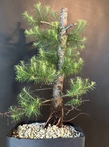 Collected american larch pre - collected,