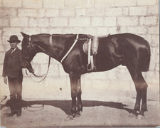 Horse and saddle, ca.1870 print d&#039;era 13x16.5 Circa 1870 ti
