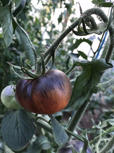 Graines tomates osu blue - 25,