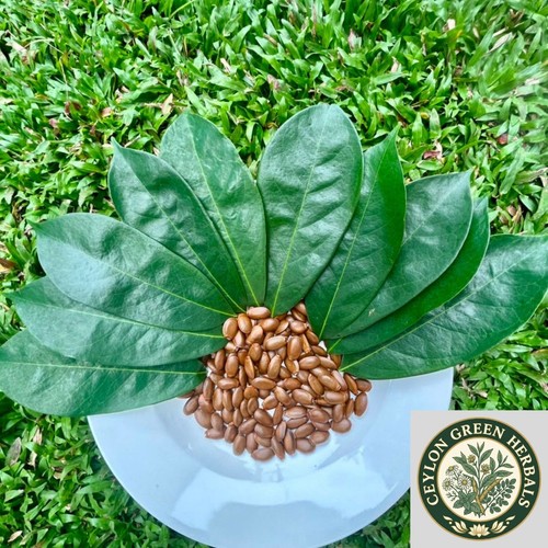 Graine annona muricata - graine, /