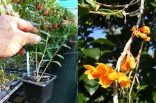 Dendrobium subclausum