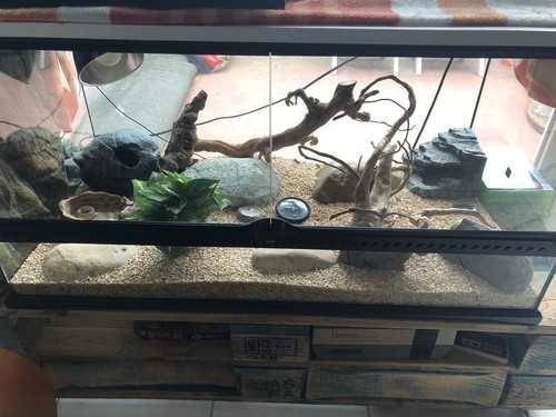 Gecko leopard terrarium - +,