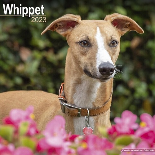 Calendrier 2023 whippet - -,