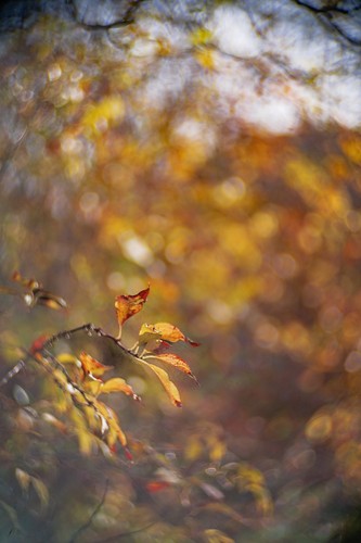 Objectif vintage petzval 50mm - objectif,