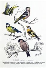 OISEAUX : VERDIER, PINSON