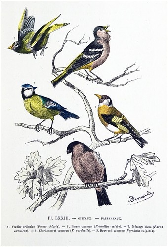 Oiseaux verdier pinson - oiseaux, :
