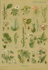 Antique Botanical Document Dangerous Plants from the 1952 Book