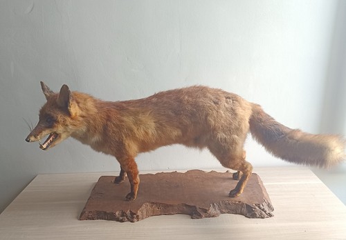 Renard empaillé sur socle