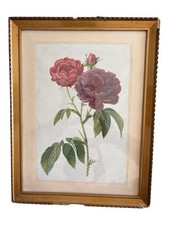 Gravure Botanique “Rosier