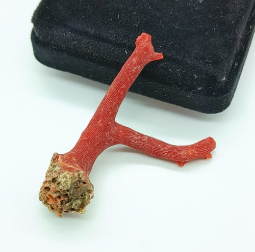 New arrival corail - corail, rouge