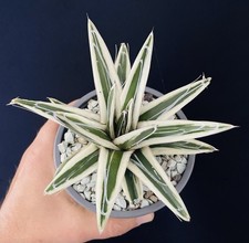 VERY BIG!!! 15/16Cm  Agave