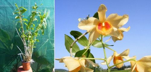Dendrobium moschatum - , x