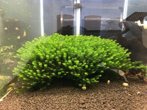 Mousse aquarium rare moss - aquarium,