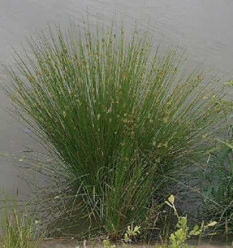 Juncus inflexus plante bassin - juncus,