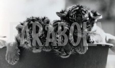 Photo de presse vintage Berger Allemand Trouve Trois Chiots Tigre, 1987,