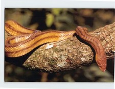 Postcard A Baird's Rat Snake (Elaphe bairdi) basking on a branch