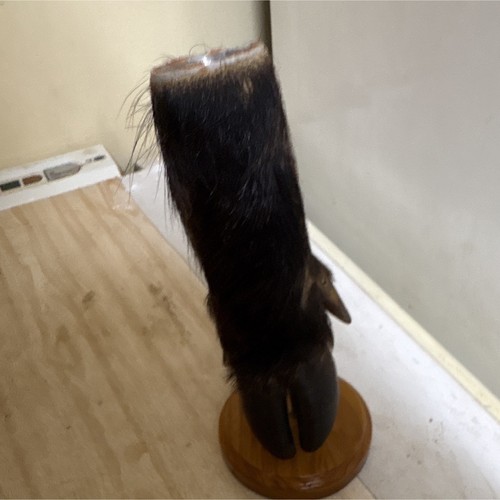 Patte animal taxidermie - d’animal,
