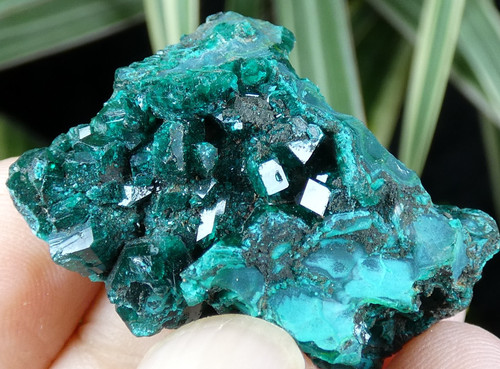 Beaux cristaux dioptase - cristaux, sur