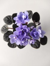 Bouture de Mini Saintpaulia