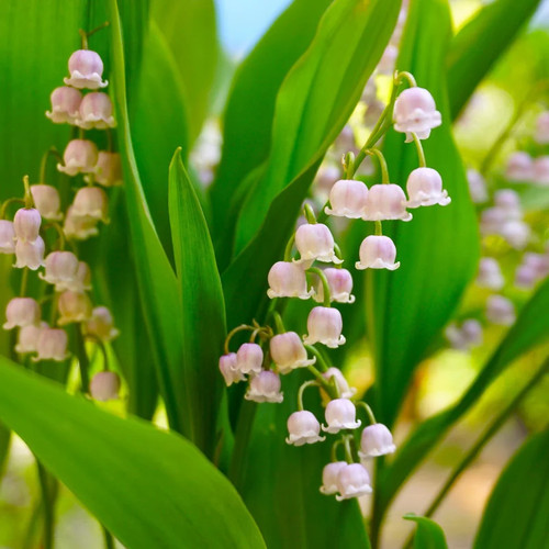 Convallaria majalis rosea - convallaria,