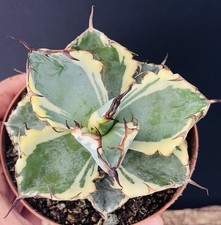 Agave Titanota "Black Blue