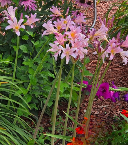 Pack bulbs surprise lily - of,