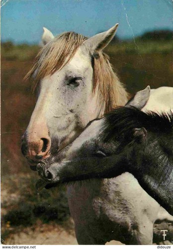 Carte postale animaux - postale,
