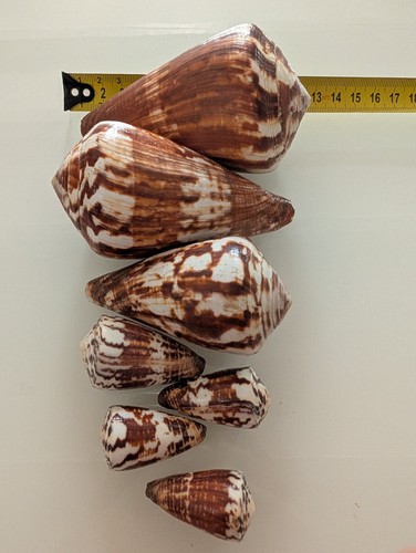 Coquillages gastéropodes