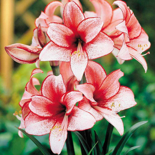 Charisma amaryllis bulb nice - amaryllis, bulb,
